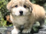 Masum Bakisli Maltipoo
