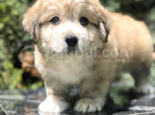 Masum Bakisli Maltipoo görsel