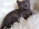 Çocuklarla iyi anlaşan Blue British Shorthair Yavrumuz Otto