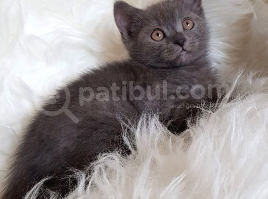 Çocuklarla Iyi Anlaşan Blue British Shorthair Yavrumuz Otto