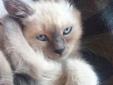 Brtish Blue Point Shorthair