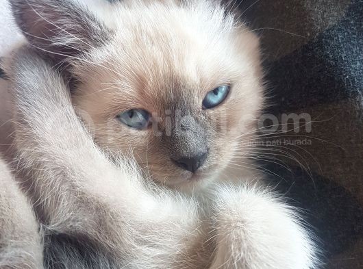 Brtish Blue Point Shorthair görsel