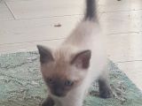 Brtish Blue Point Shorthair