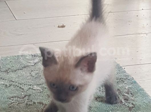 Brtish Blue Point Shorthair görsel