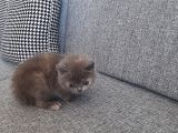 Ayı Surat Pogaca Yanak Rozy Ve Kızı Evini Arıyor