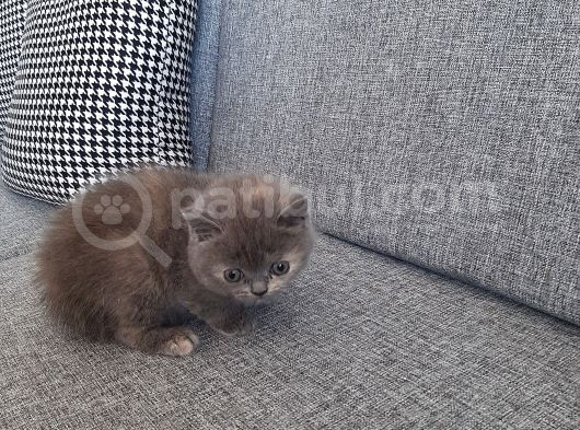 Ayı Surat Pogaca Yanak Rozy Ve Kızı Evini Arıyor