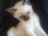 Brtish Blue Point Shorthair