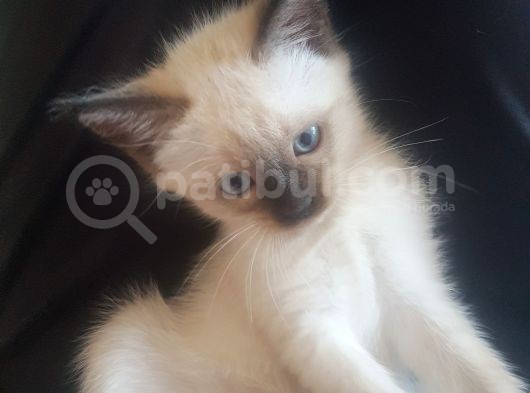 Brtish Blue Point Shorthair görsel