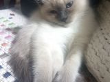 Brtish Blue Point Shorthair