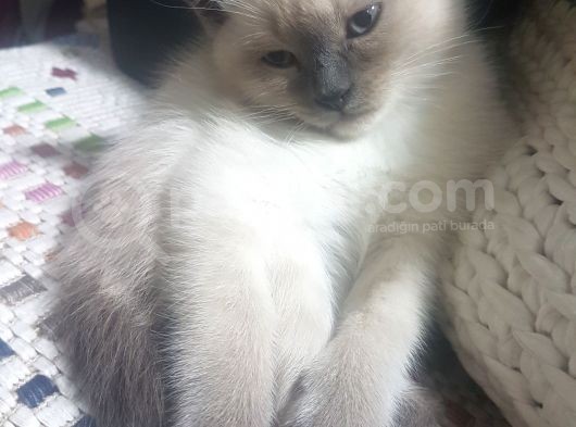 Brtish Blue Point Shorthair görsel