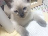 Brtish Blue Point shorthair
