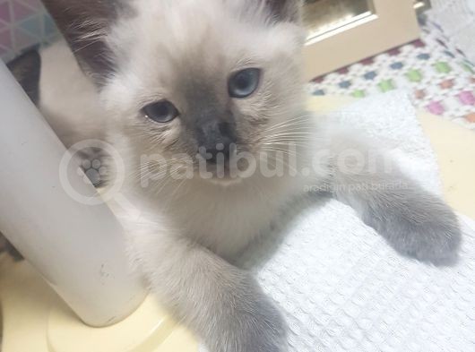 Brtish Blue Point Shorthair
