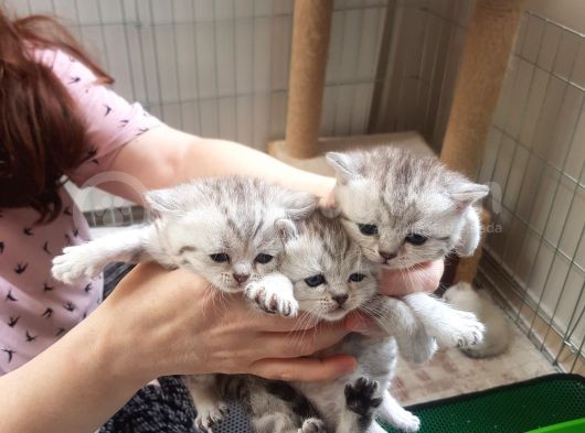Ev Ortamında Büyüyen Scottish Fold Ve Stright Yavrularımız görsel