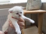 Ev Ortamında Büyüyen Scottish Fold Ve Stright Yavrularımız