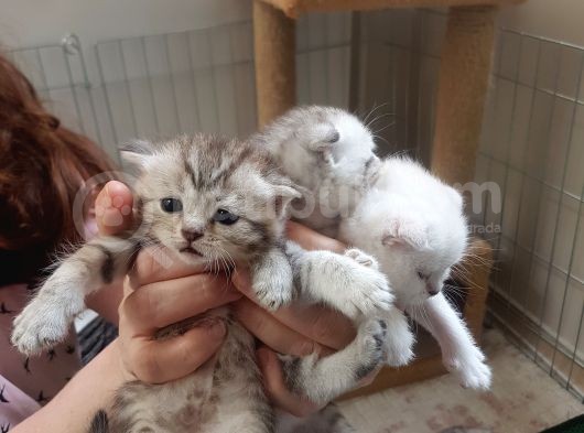 Ev Ortamında Büyüyen Scottish Fold Ve Stright Yavrularımız görsel