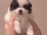 Pomeranian Yavrular