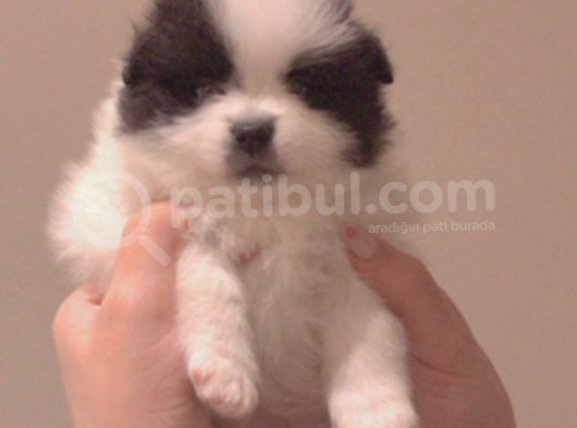 Pomeranian Yavrular