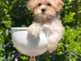 Safkan Gold Morkie Yavrularımız Irk Garantili