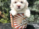 Mavi Gözlü Dizayn Irk Maltipoo