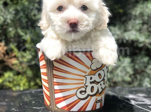 Mavi Gözlü Dizayn Irk Maltipoo görsel