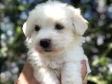 Dizayn Irk Maltipoo