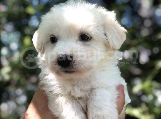 Dizayn Irk Maltipoo görsel