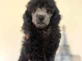 Yakışıklı Poodle Yavrumuz