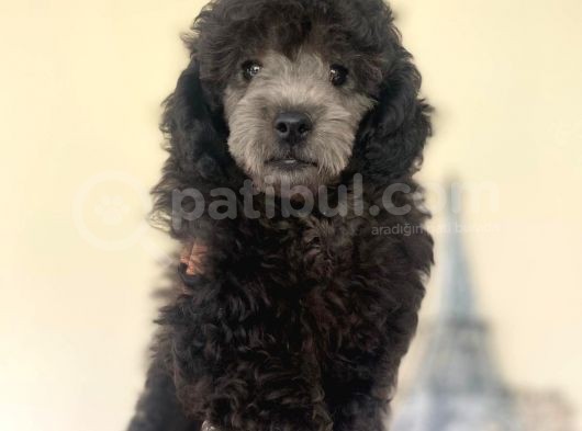 Yakışıklı Poodle Yavrumuz görsel