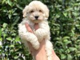 2.5 Aylık Dişi F1 Maltipoo