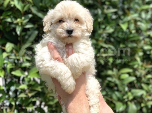 2.5 Aylık Dişi F1 Maltipoo
