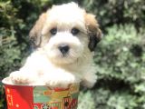 Dizayn Irk Maltipoo Yavrumuz