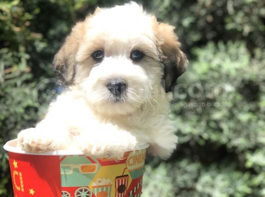 Dizayn Irk Maltipoo Yavrumuz
