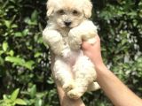 2.5 Aylık Maltipoo