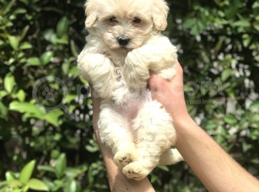2.5 Aylık Maltipoo
