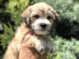Kahvenin En Güzel Tonu Maltipoo