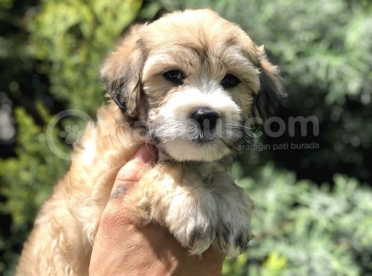 Kahvenin En Güzel Tonu Maltipoo görsel