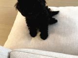 3 Aylık Dişi Poodle Black