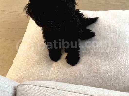 3 Aylık Dişi Poodle Black görsel