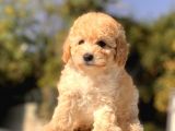 Apricot Dişi Mini Toy Poodle Bebekler