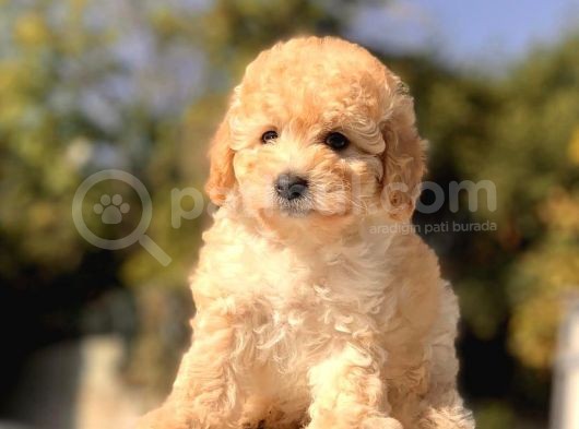 Apricot Dişi Mini Toy Poodle Bebekler görsel
