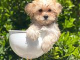 Safkan Gold Morkie Yavrularımız Irk Garantili