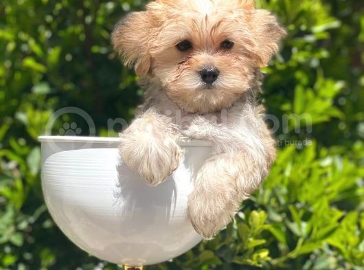Safkan Gold Morkie Yavrularımız Irk Garantili görsel