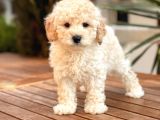 Apricot Dişi Mini Toy Poodle Bebekler