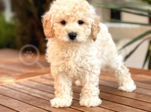 Apricot Dişi Mini Toy Poodle Bebekler görsel