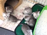 Ev Ortamında Büyüyen Scottish Fold ve Stright Yavrularımız