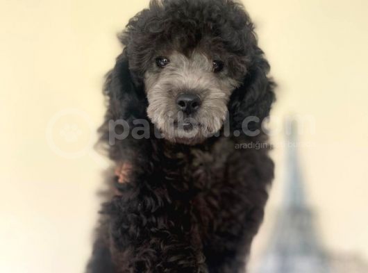 Yakışıklı Poodle Yavrumuz