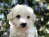 Dizayn Irk Maltipoo
