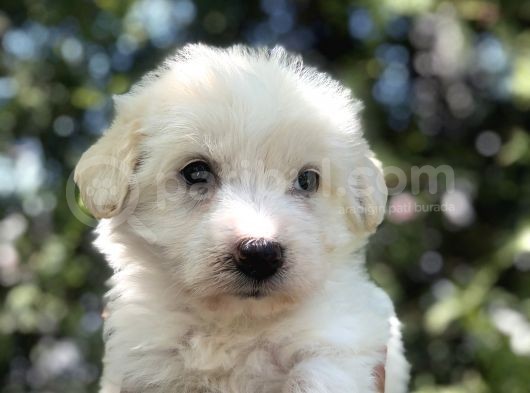 Dizayn Irk Maltipoo görsel