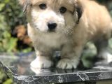 Masum Bakisli Maltipoo