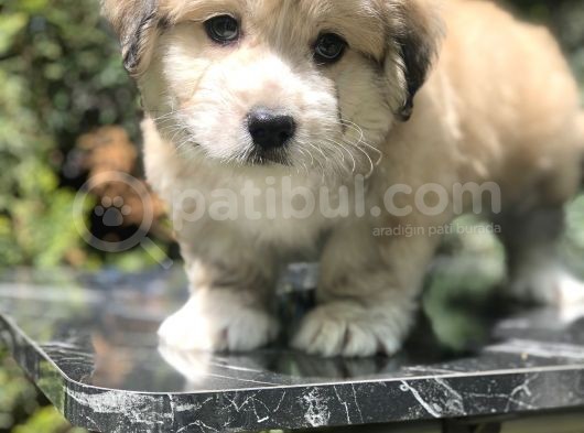 Masum Bakisli Maltipoo